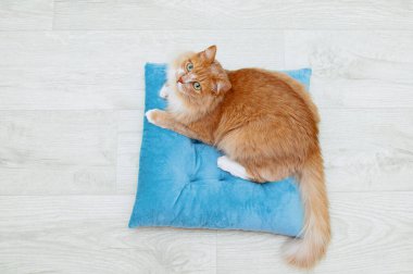 Beyaz ahşap bir arka planda yumuşak bir turkuaz yastığın üzerinde yatan kızıl kedi..