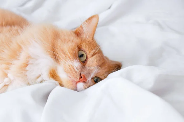 Імбирний Кіт Лежить Відкритими Очима Білому Аркуші — стокове фото