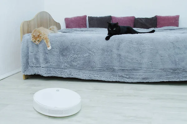 Två Katter Som Ligger Sängen Tittar Robotdammsugaren Stockfoto