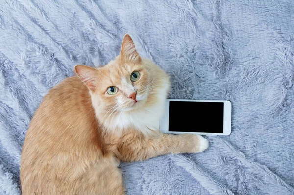 Beige Katze Liegt Auf Einem Grauen Plaid Mit Smartphone Blick Stockbild