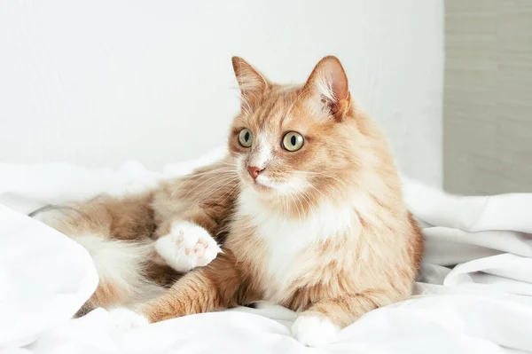 米色的猫躺在床上 躺在一张白色的床单上 — 图库照片