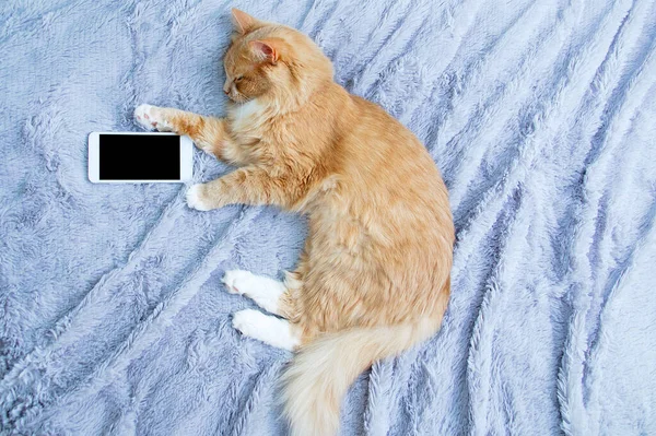 Gato Bege Dormindo Deitado Xadrez Cinza Com Smartphone Branco Vista — Fotografia de Stock