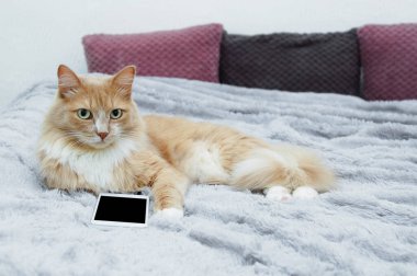 Bej renkli bir kedi, yatak odasındaki gri bir battaniyenin üzerinde akıllı telefonuyla yatıyor..