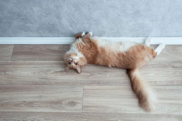 Μπεζ Χνουδωτή Γάτα Ξαπλωμένη Στο Πάτωμα Του Δωματίου Κοιτάζοντας Στην — Φωτογραφία Αρχείου