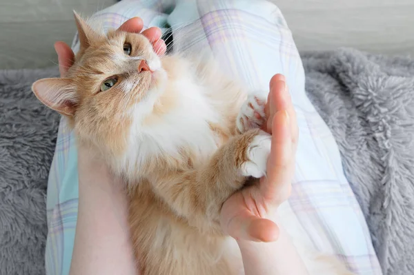 Beige Cat Lying Hands Caucasian Woman — Stock Photo, Image