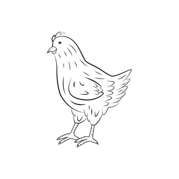 チキンスタンディングサイドビュー 手描きベクトルイラスト — ストックベクタ