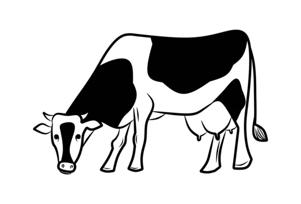 Cow Grazing Hand Draw Vector Illustration — Stock Vector