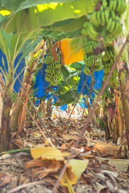 Ağaçta muz demetleri. Kasım ayında Kıbrıs 'taki bir çiftlikte büyük bir muz sürüsü. Muzlar torbalarda yetişir