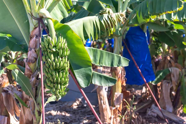 Monte Bananas Numa Árvore Grande Bando Bananas Numa Plantação Chipre — Fotografia de Stock