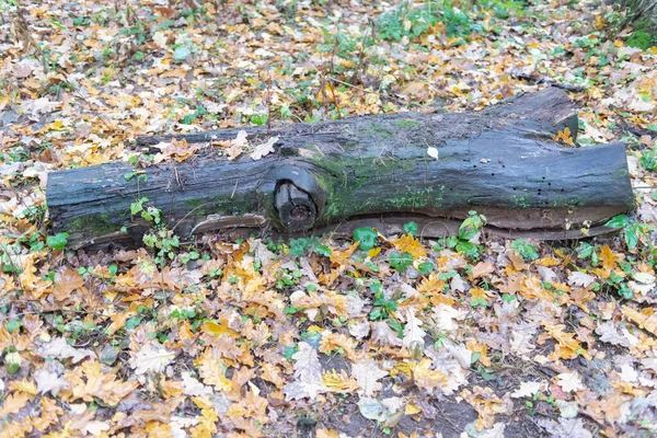 Vecchio Tronco Nella Foresta Vecchio Tronco Annerito Giace Tra Fogliame — Foto Stock