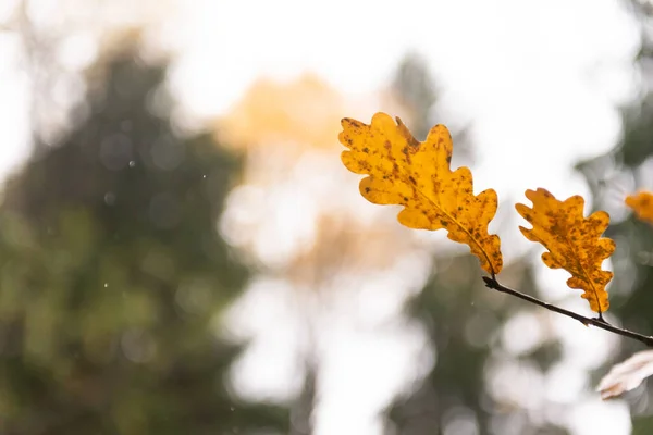 Hojas Roble Otoño Dos Hojas Amarillas Colgando Cerca Una Rama — Foto de Stock