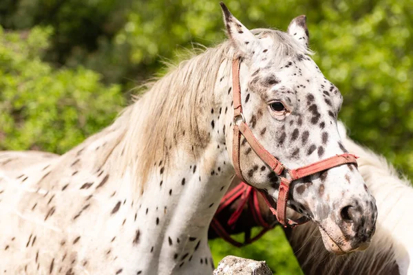 Лошадь Смотрит Фотографа Белая Лошадь Черными Пятнами Старый Конь Крупным — стоковое фото