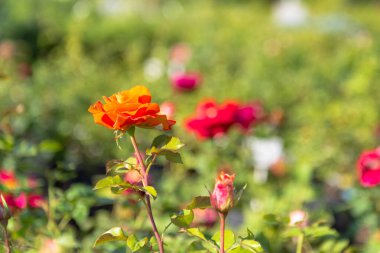 Genç bir kırmızı gül. Bahar isyanı bir gül goncasıyla birleşmiş..
