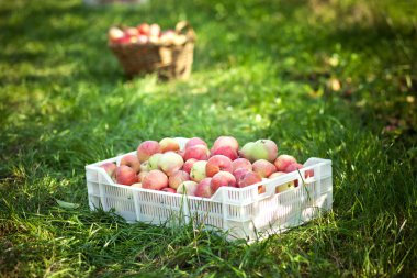 elma hasat bahçesinde de bir kutu içinde yığılmış dışında.