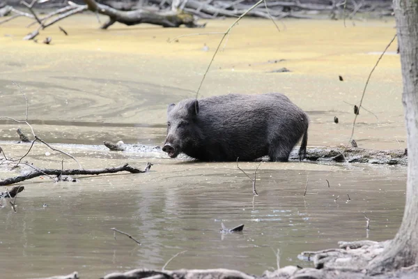 Feral pig in water — Stock Photo, Image