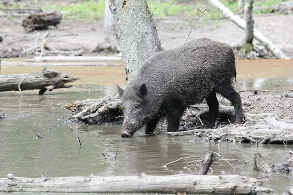 Feral pig in water — Stock Photo, Image