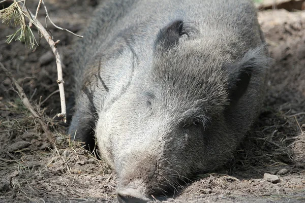 Feral pig lies — Stock Photo, Image