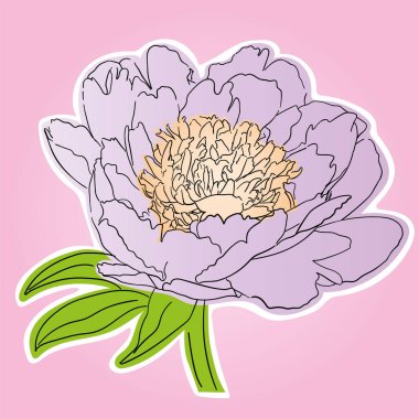 Turuncu merkezli ve beyaz çizgili leylak rengi şakayık çiçeği.