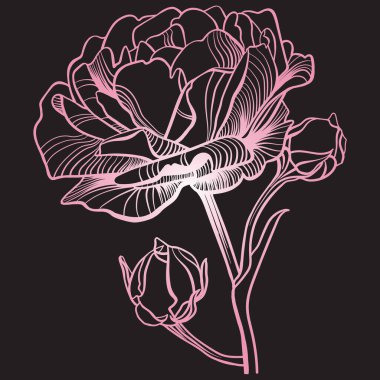 Siyah arka planda pembe gradyan çizgili bir gül çizimi.