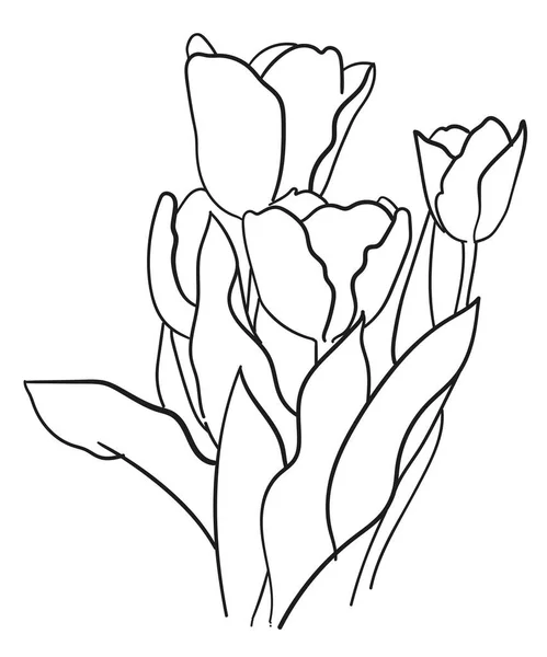Dibujo Del Contorno Cuatro Tulipanes Sobre Fondo Blanco —  Fotos de Stock