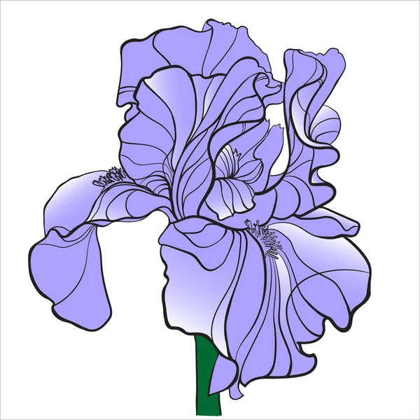 Beyaz Arkaplanda Mavi Iris Vektör Çizimi — Stok fotoğraf