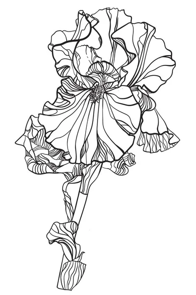 Sapında Beyaz Arkaplan Olan Bir Iris Çiçeğinin Bileşik Çizimi — Stok fotoğraf
