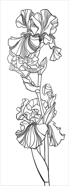 Малюнок Розмальовки Двох Квітів Райдуги Одному Стеблі Білому Тлі — стокове фото