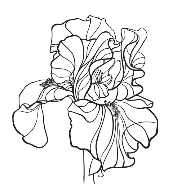 Одна Квітка Райдужки Білому Тлі Контурний Малюнок — стокове фото