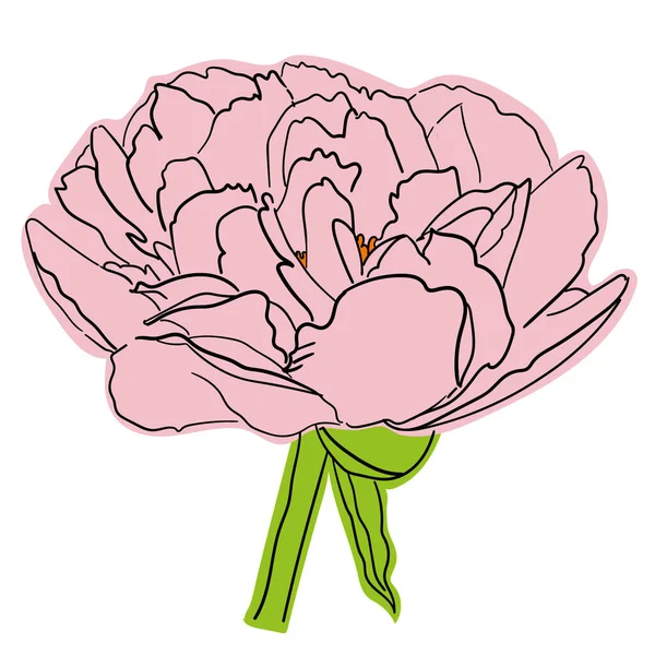 Drawing Pale Pink Peony Flower Black Outlines White Background — Stock Fotó