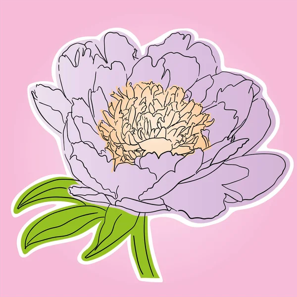Lilac Pion Blomma Med Orange Centrum Och Vit Kontur — Stockfoto