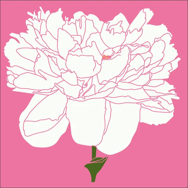 Terry Peony White Solid Background Vector Illustration — стокове фото