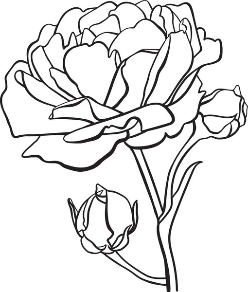 Esquema Negro Dibujo Una Rosa Con Dos Brotes Sobre Fondo — Foto de Stock