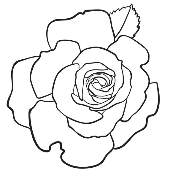 Contour Drawing Rose Leaf View — Zdjęcie stockowe