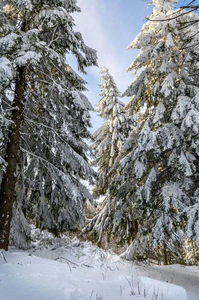 Iarna Rece Pădurea Munte Brazi Acoperiți Zăpadă Scenă Splendidă Aer — Fotografie, imagine de stoc