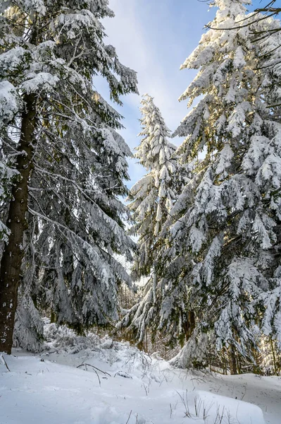 Kalter Winter Bergwald Mit Schneebedeckten Tannen Herrliche Außenszene Des Stara — Stockfoto