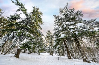 Dağ ormanlarında soğuk kış, karla kaplı köknar ağaçları. Bulgaristan 'daki Stara Planina Dağı' nın muhteşem manzarası. Doğa konseptinin güzelliği arka plan manzarası