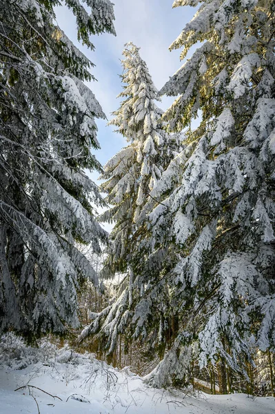 Kalter Winter Bergwald Mit Schneebedeckten Tannen Herrliche Außenszene Des Stara — Stockfoto