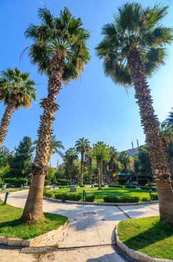 Üzerinde yeşil yapraklar olan ve büyüyen hurma ağaçları. Türkiye 'nin Şanlıurfa parkında mavi gökyüzünde hurma ağaçları