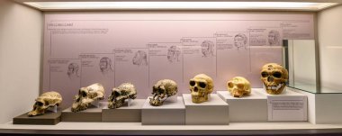 Barselona, İspanya - 12.05.2022. Katalan Arkeoloji Müzesi 'nin içi ve eserleri. 