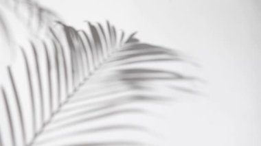 Küçük palmiye bitkisi olan beyaz duvar gölgeler bırakır 