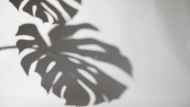 White Wall Plant Leaves Shadows Monstera Deliciosa — Vídeo de Stock