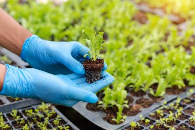 person wearing blue gloves and checking tiny plants 