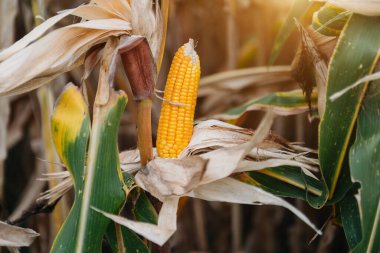 corn cob in field. corn waiting to be harvested