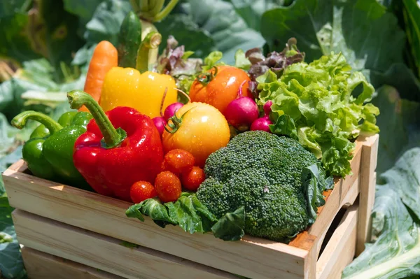 Wooden Box Filled Fresh Organic Vegetables — Stockfoto