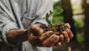Old Man hands grabbing earth with a plant.The concept of farming and business growth 