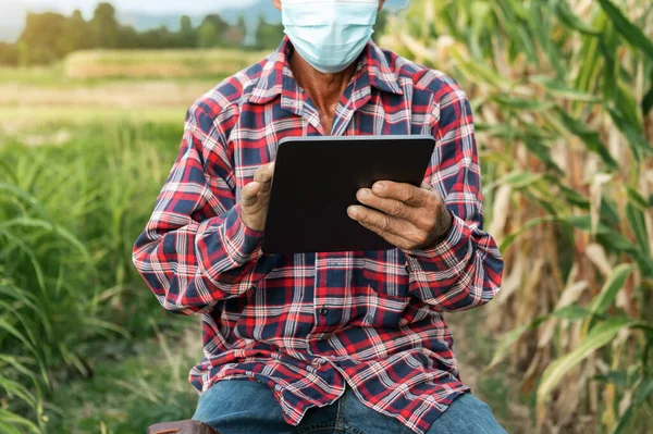 Farmer using digital tablet computer in field, technology application in agricultural growing activity