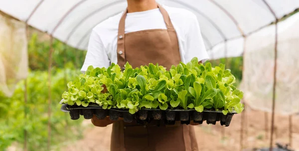 Farmer Working Farm Hands Holding Black Basket Salad Seedlings Morning — Foto de Stock