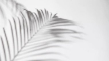 shadows of palm leaves on white wall surface blur background. Ornamental plants absorb toxins