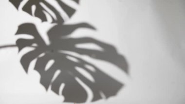 shadows of monstera leaves on white wall surface blur background. Ornamental plants absorb toxins