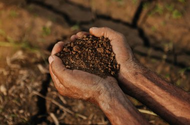Oldman farmer holding soil in cupped hands